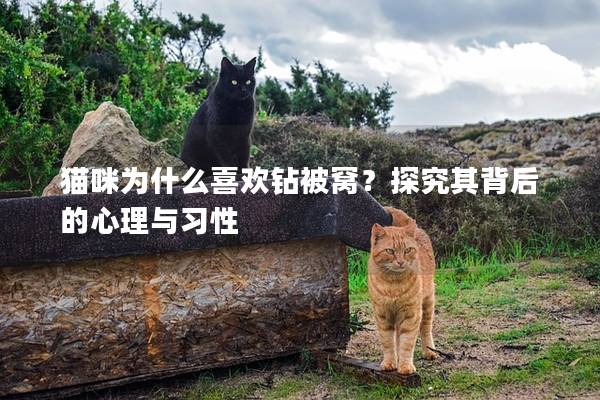 猫咪为什么喜欢钻被窝？探究其背后的心理与习性