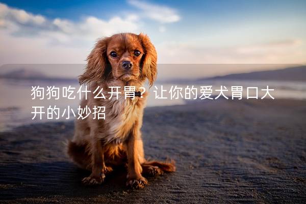 狗狗吃什么开胃？让你的爱犬胃口大开的小妙招