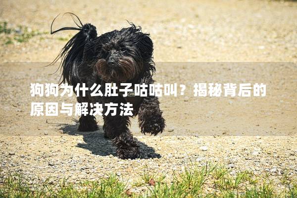 狗狗为什么肚子咕咕叫？揭秘背后的原因与解决方法