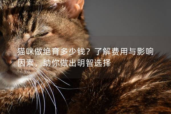 猫咪做绝育多少钱？了解费用与影响因素，助你做出明智选择