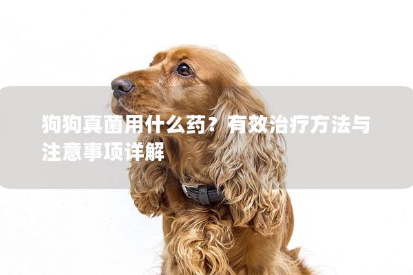 狗狗真菌用什么药？有效治疗方法与注意事项详解