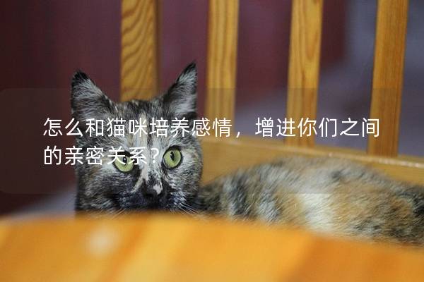 怎么和猫咪培养感情，增进你们之间的亲密关系？