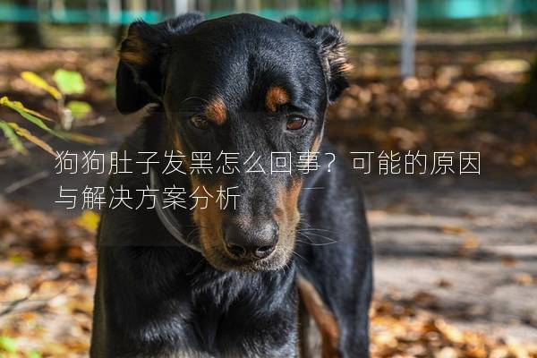 狗狗肚子发黑怎么回事？可能的原因与解决方案分析