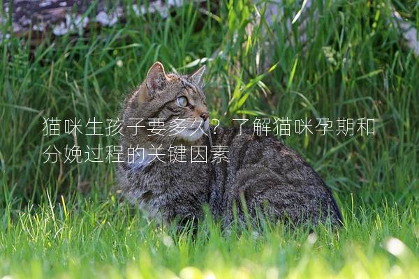 猫咪生孩子要多久？了解猫咪孕期和分娩过程的关键因素