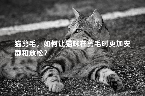 猫剪毛，如何让猫咪在剪毛时更加安静和放松？