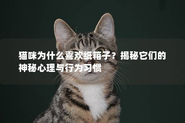 猫咪为什么喜欢纸箱子？揭秘它们的神秘心理与行为习惯