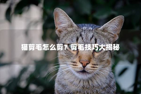 猫剪毛怎么剪？剪毛技巧大揭秘