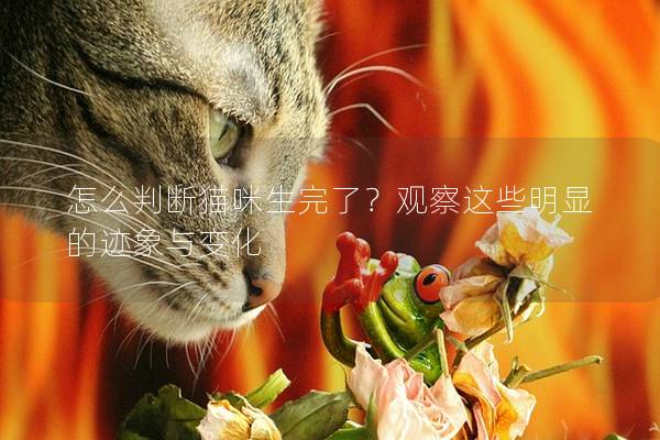 怎么判断猫咪生完了？观察这些明显的迹象与变化