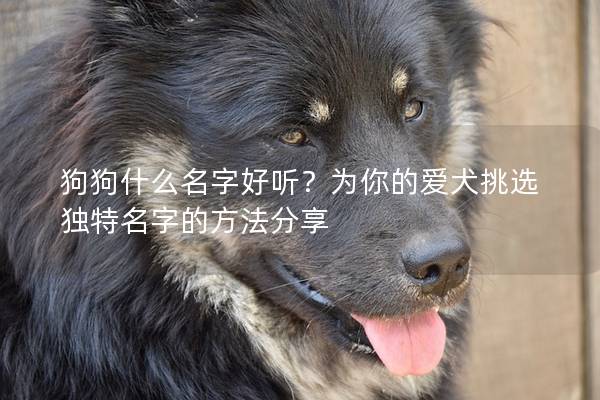 狗狗什么名字好听？为你的爱犬挑选独特名字的方法分享