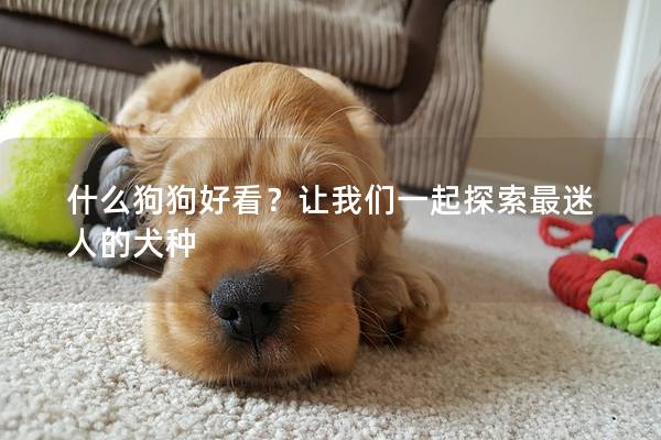 什么狗狗好看？让我们一起探索最迷人的犬种