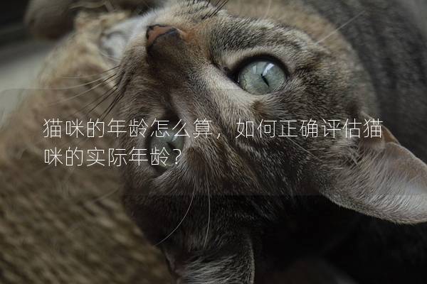 猫咪的年龄怎么算，如何正确评估猫咪的实际年龄？