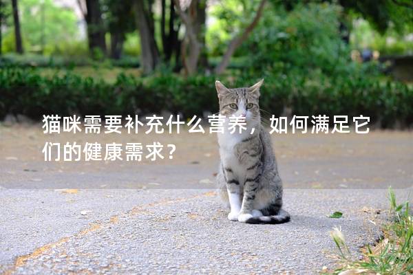 猫咪需要补充什么营养，如何满足它们的健康需求？