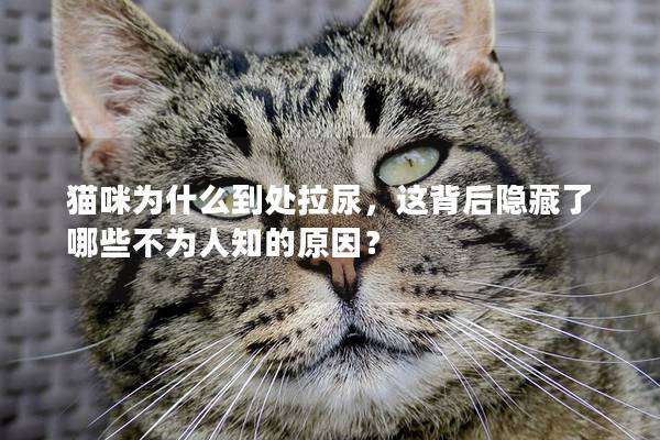 猫咪为什么到处拉尿，这背后隐藏了哪些不为人知的原因？