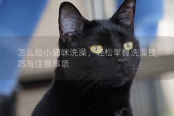 怎么给小猫咪洗澡，轻松掌握洗澡技巧与注意事项