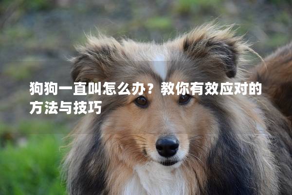 狗狗一直叫怎么办？教你有效应对的方法与技巧