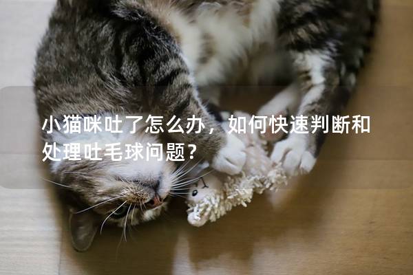 小猫咪吐了怎么办，如何快速判断和处理吐毛球问题？