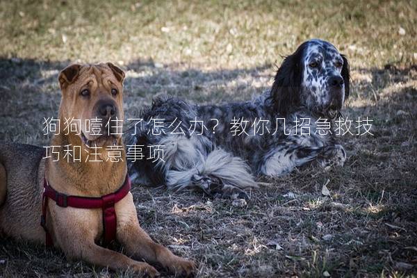 狗狗噎住了怎么办？教你几招急救技巧和注意事项