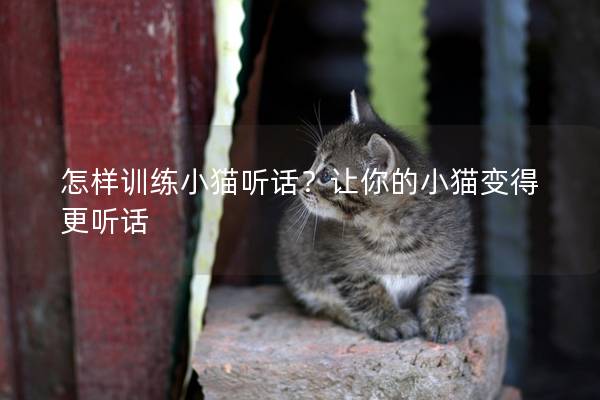 怎样训练小猫听话？让你的小猫变得更听话