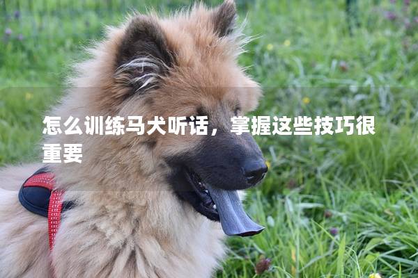 怎么训练马犬听话，掌握这些技巧很重要