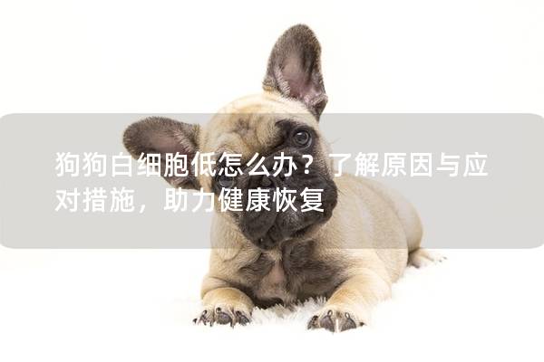 狗狗白细胞低怎么办？了解原因与应对措施，助力健康恢复