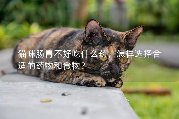 猫咪肠胃不好吃什么药，怎样选择合适的药物和食物？