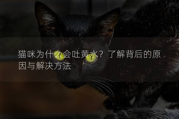 猫咪为什么会吐黄水？了解背后的原因与解决方法