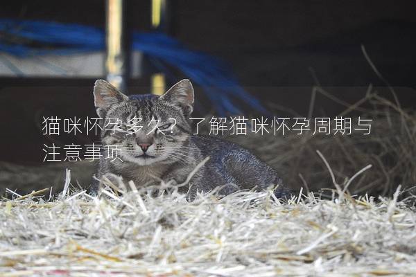 猫咪怀孕多久？了解猫咪怀孕周期与注意事项