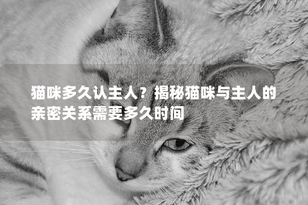 猫咪多久认主人？揭秘猫咪与主人的亲密关系需要多久时间