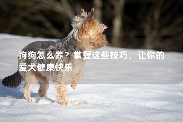 狗狗怎么养？掌握这些技巧，让你的爱犬健康快乐