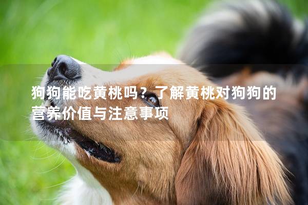 狗狗能吃黄桃吗？了解黄桃对狗狗的营养价值与注意事项