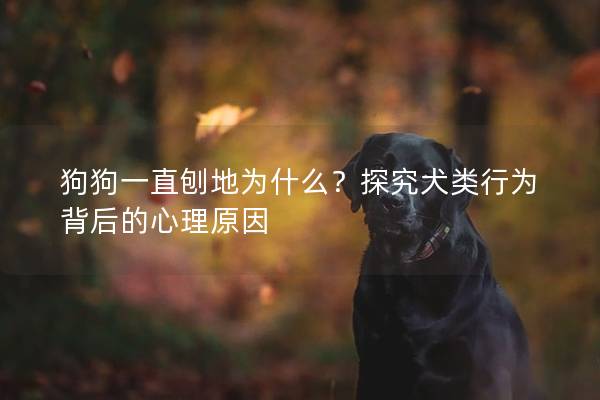 狗狗一直刨地为什么？探究犬类行为背后的心理原因