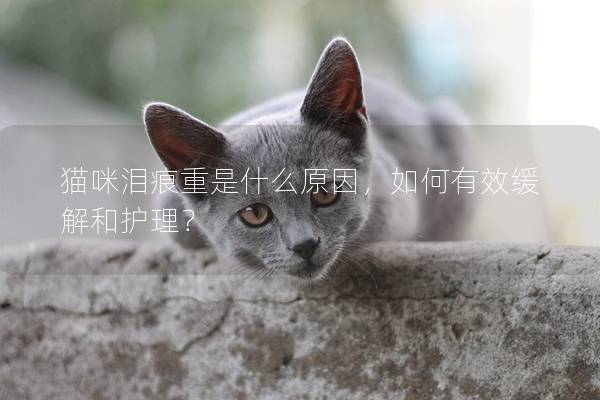 猫咪泪痕重是什么原因，如何有效缓解和护理？