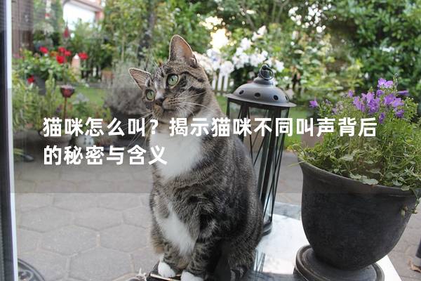 猫咪怎么叫？揭示猫咪不同叫声背后的秘密与含义