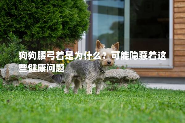 狗狗腰弓着是为什么？可能隐藏着这些健康问题