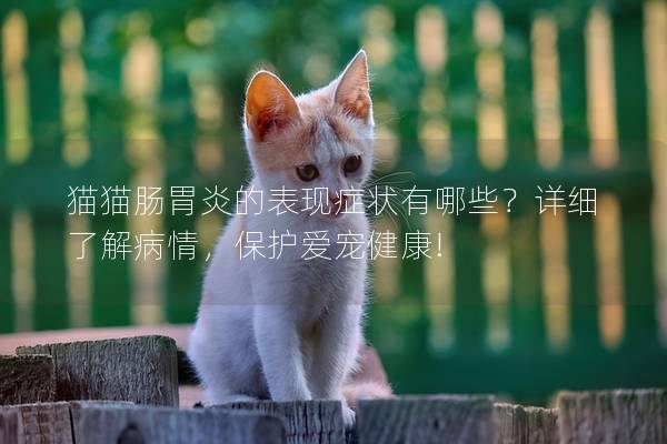 猫猫肠胃炎的表现症状有哪些？详细了解病情，保护爱宠健康!