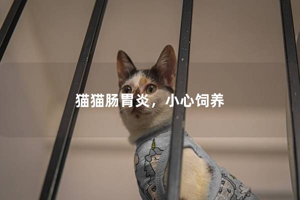 猫猫肠胃炎，小心饲养