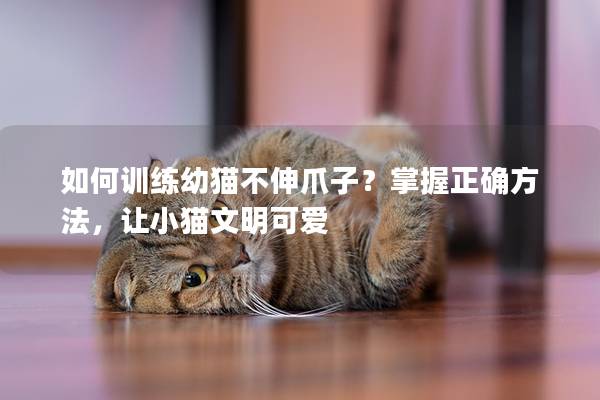 如何训练幼猫不伸爪子？掌握正确方法，让小猫文明可爱