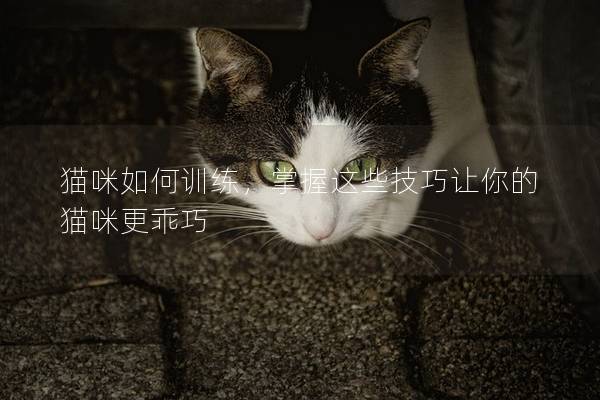 猫咪如何训练，掌握这些技巧让你的猫咪更乖巧