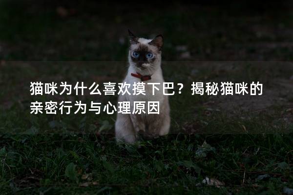 猫咪为什么喜欢摸下巴？揭秘猫咪的亲密行为与心理原因