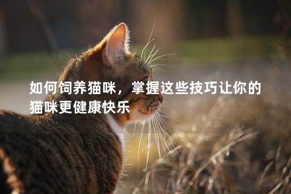 如何饲养猫咪，掌握这些技巧让你的猫咪更健康快乐