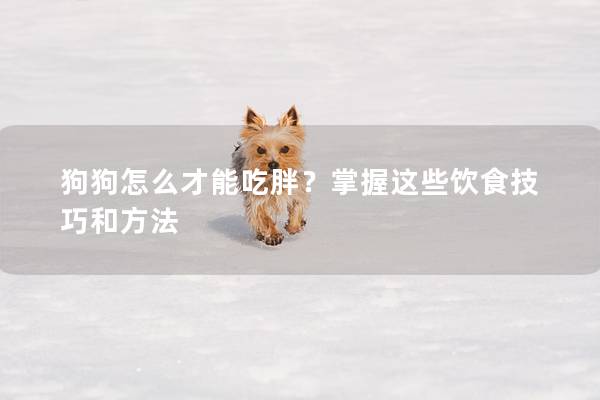 狗狗怎么才能吃胖？掌握这些饮食技巧和方法