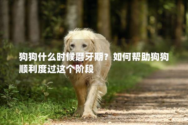 狗狗什么时候磨牙期？如何帮助狗狗顺利度过这个阶段