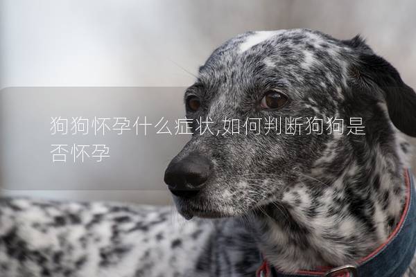 狗狗怀孕什么症状,如何判断狗狗是否怀孕