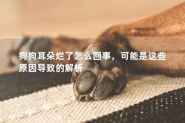 狗狗耳朵烂了怎么回事，可能是这些原因导致的解析