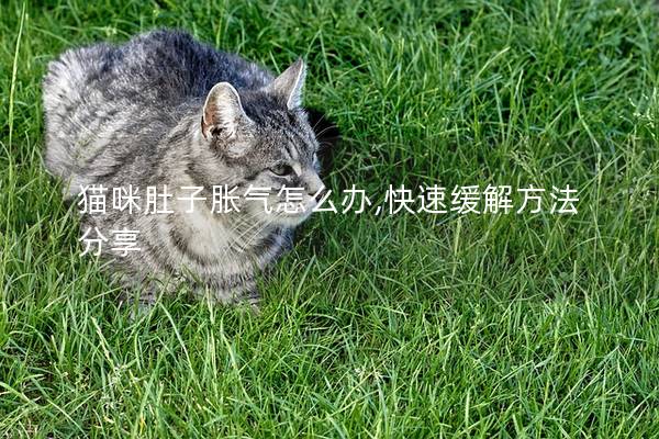 猫咪肚子胀气怎么办,快速缓解方法分享