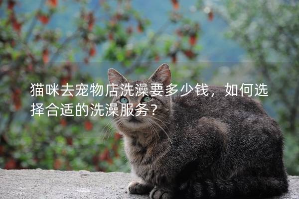 猫咪去宠物店洗澡要多少钱，如何选择合适的洗澡服务？