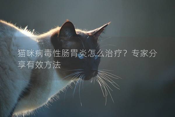 猫咪病毒性肠胃炎怎么治疗？专家分享有效方法