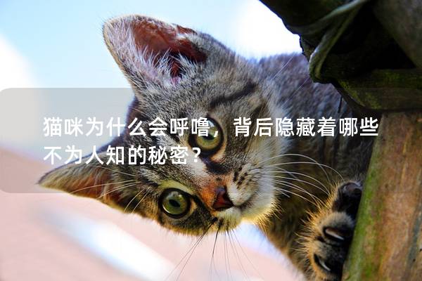 猫咪为什么会呼噜，背后隐藏着哪些不为人知的秘密？