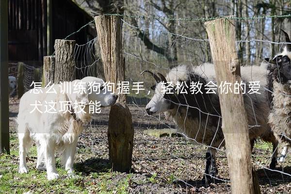 怎么训练狗狗握手，轻松教会你的爱犬这项技能