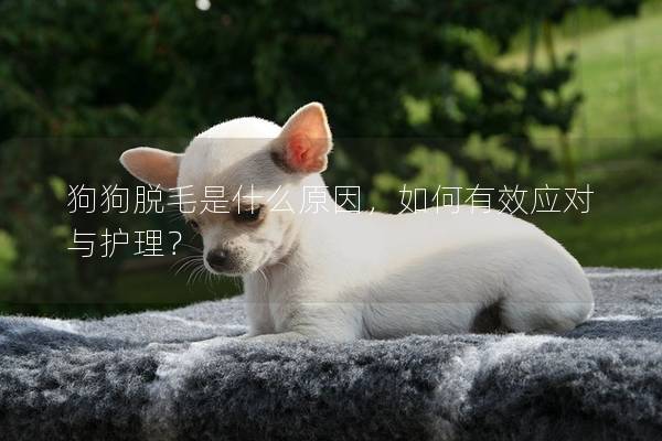 狗狗脱毛是什么原因,如何有效应对与护理?